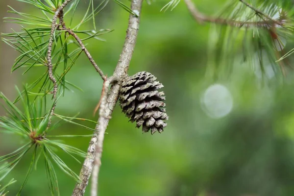 Eine Selektive Fokusaufnahme Eines Tannenzapfens Auf Dem Ast — Stockfoto