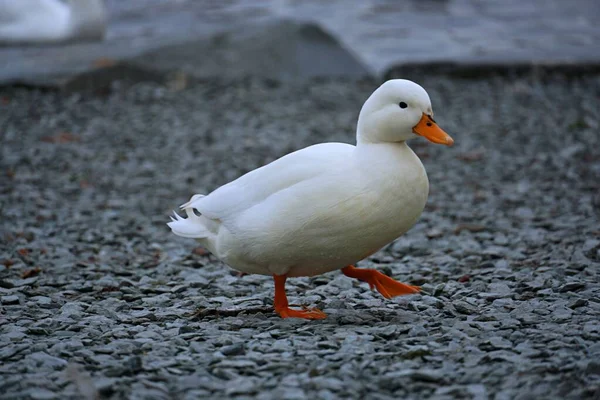 Nahaufnahme Einer Weißen Ente Die Auf Dem Steinernen Boden Läuft — Stockfoto