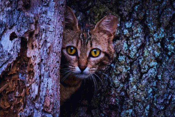 A little tabby cat with big eyes sticking its head out of tree trunks