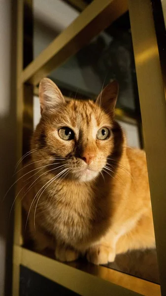 막대기 고양이의 — 스톡 사진