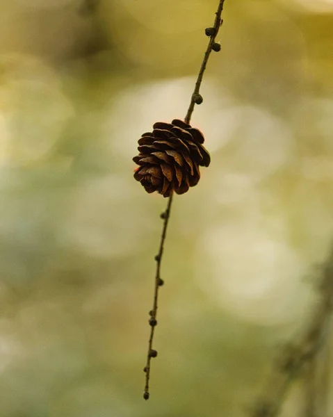 Селективный Снимок Соснового Конуса Свисающего Тонкой Ветки Дерева — стоковое фото