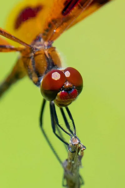 Μια Μακρο Φωτογραφία Μιας Dragonfly Σκαρφαλωμένης Στον Ατμό Ενός Φυτού — Φωτογραφία Αρχείου