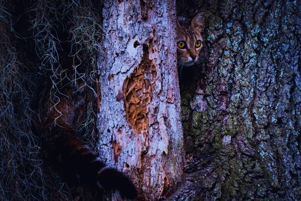 Маленькая Кошечка Большими Глазами Высовывающая Голову Стволов Деревьев — стоковое фото