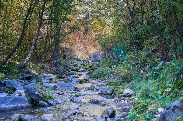Красивый Снимок Речного Ручья Текущего Мшистым Скалам Лесу — стоковое фото