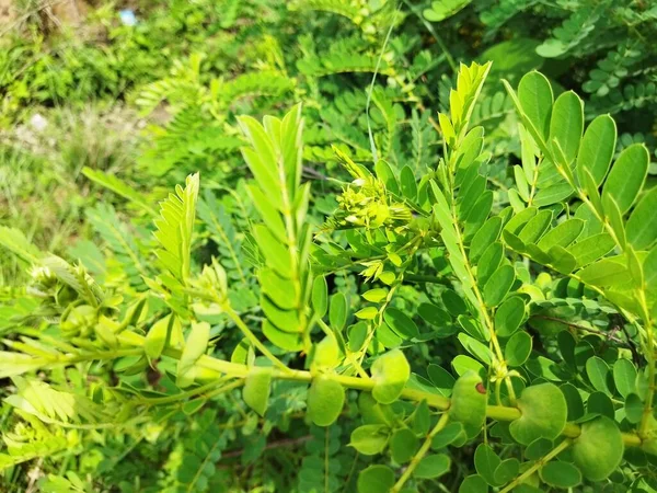Yeşil Bitki Phyllanthu — Stok fotoğraf