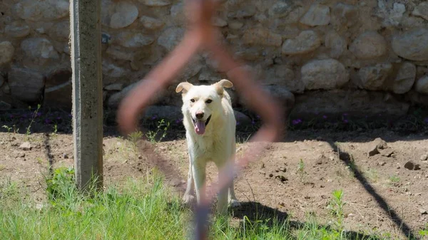 Cão Branco Animado Com Língua Para Fora Lado Uma Parede — Fotografia de Stock