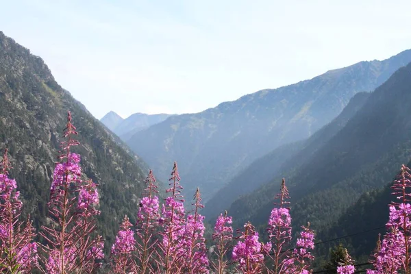 Önplanda Yakut Çiçekleri Olan Pitoresk Bir Dağ Manzarası — Stok fotoğraf