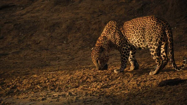 Ein Wunderschöner Majestätischer Leopard Auf Einem Feld Bei Sonnenuntergang — Stockfoto