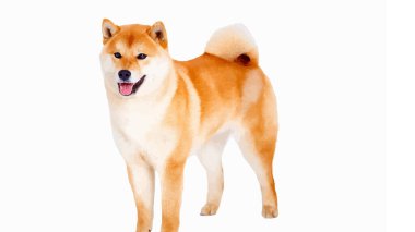 Beyaz arka planda Shibu Inu köpeğinin vektör çizimi