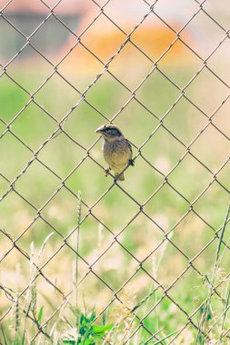 Tel örgüye konmuş bir kuşun seçici odak noktası.