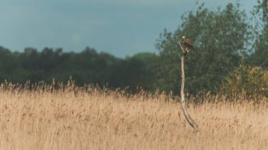 Norfolk 'ta tahıl tarlasında bir dala tünemiş bir bataklık askeri.