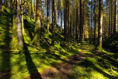 Yosun kaplı uzun ağaçlarla güneşli bir orman manzarası