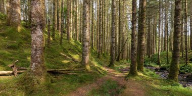Yosun kaplı uzun ağaçlarla güneşli bir orman manzarası