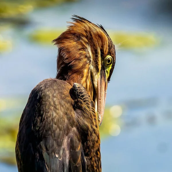 Närbild Grön Häger Som Pickar Sina Fjädrar Med Näbben — Stockfoto