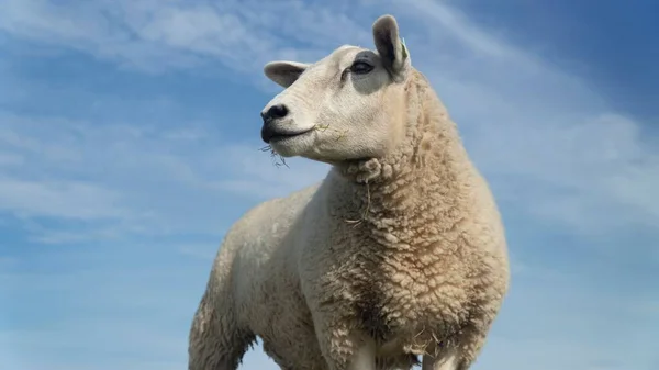 Portret Zbliżeniowy Owcy Texel Wypasu Gospodarstwie Zewnątrz — Zdjęcie stockowe