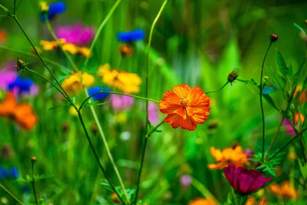 Las Hermosas Flores Colores Que Florecen Jardín —  Fotos de Stock