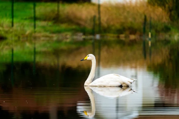 Krásný Výhled Půvabnou Labuť Plovoucí Jezeře — Stock fotografie