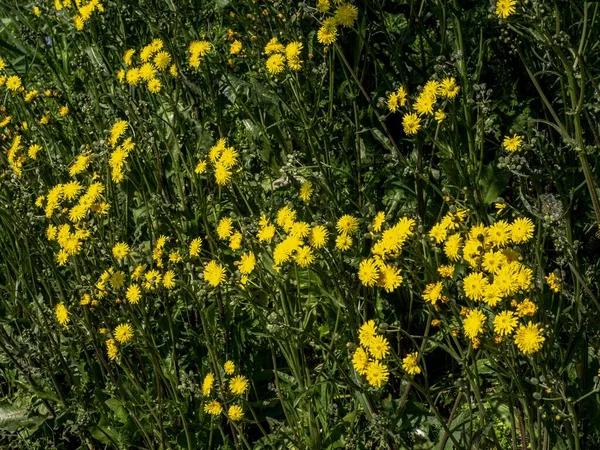Güneşli Bir Günde Vahşi Sarı Şahin Sakallı Çiçeklerin Yakın Çekimi — Stok fotoğraf