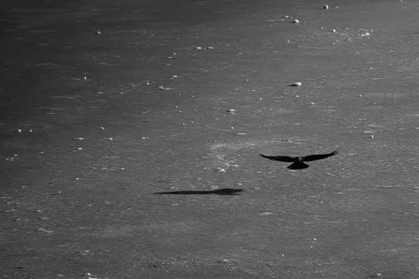 老鹰轮廓的灰度照片 — 图库照片