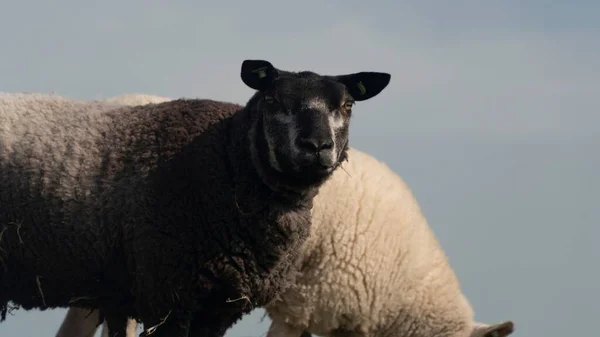Retrato Close Uma Ovelha Texel Pastando Uma Fazenda Livre — Fotografia de Stock