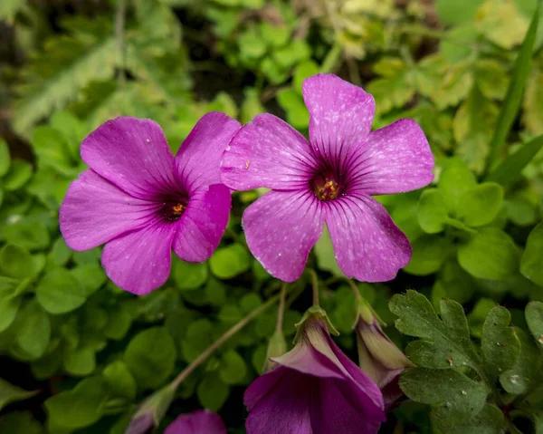 Gros Plan Oseille Rose Poussant Contre Des Plantes Vertes — Photo