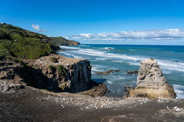 Una Hermosa Vista Playa Muriwai Día Soleado Nueva Zelanda — Foto de Stock