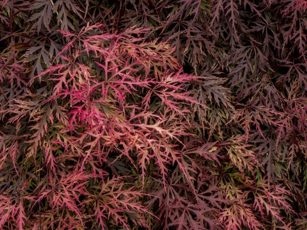 Close Arbusto Bordo Japonês Vermelho — Fotografia de Stock