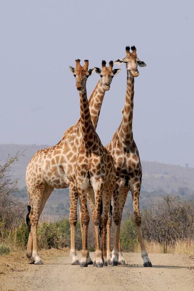 Three giraffes in the savanna