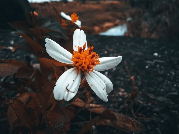 Bir Çiçeğin Yakın Çekimi — Stok fotoğraf