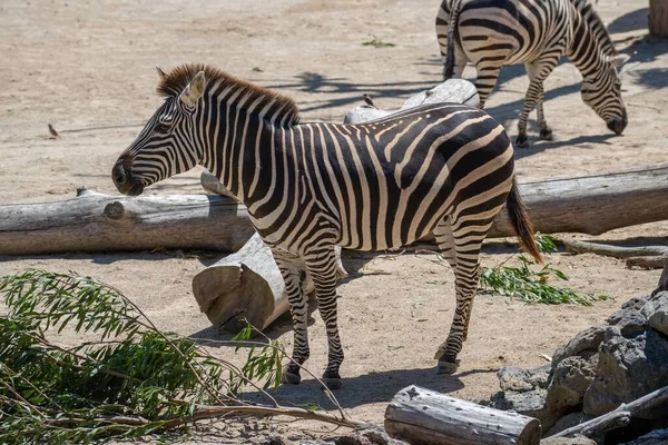 Närbild Zebra Som Står Solljus Ett Zoo — Stockfoto