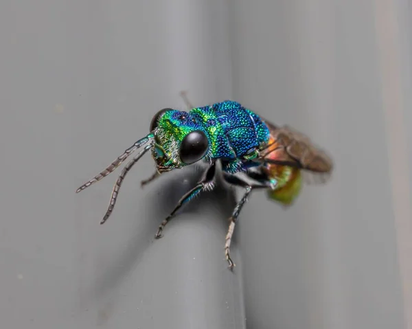 Une Macro Photo Une Guêpe Chrysis Fulgida Perchée Sur Une — Photo