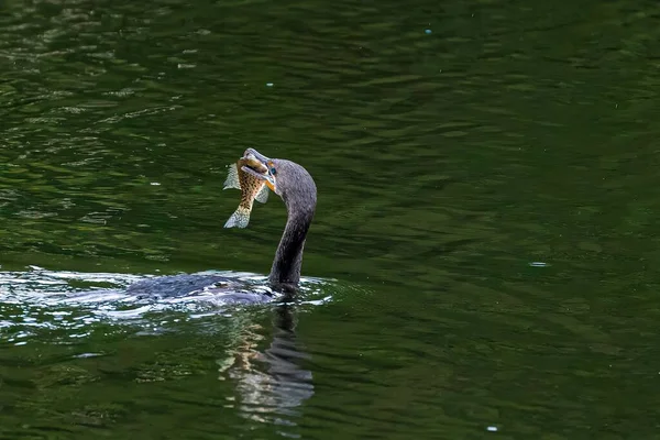 Gros Plan Cormoran Attrapant Poisson Avec Son Bec Dans Lac — Photo