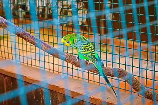 Egy Közönséges Papagáj Üldögélt Ketrecben Egy Faágon — Stock Fotó
