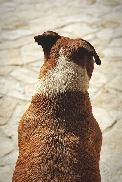 A vertical closeup of a dog from the back