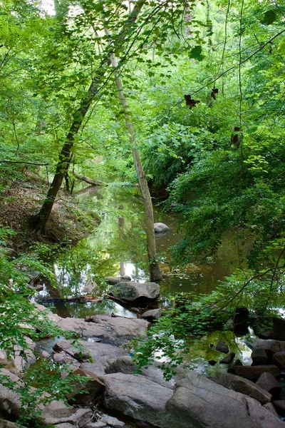 Plan Vertical Ruisseau Peu Profond Entouré Une Végétation Luxuriante — Photo