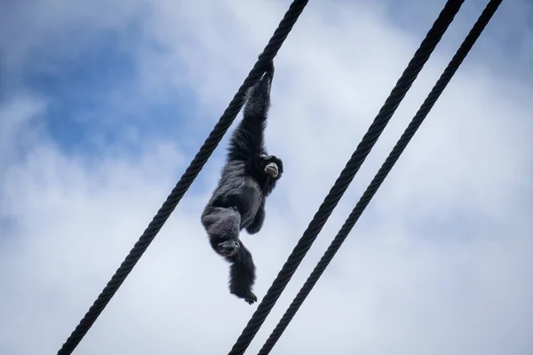 Low Angle Shot Siamang Climbing Ropes Blue Sky Zoo — Stock Photo, Image
