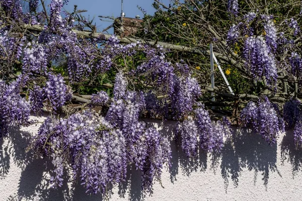 A closeup shot of creeping wisteria flowers overhanging garden wall