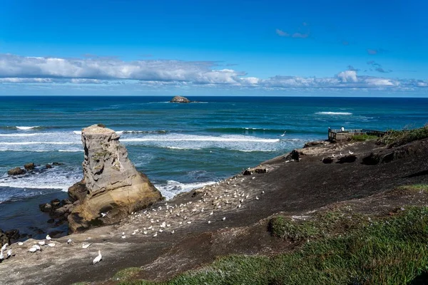 Una Hermosa Vista Playa Muriwai Día Soleado Nueva Zelanda — Foto de Stock