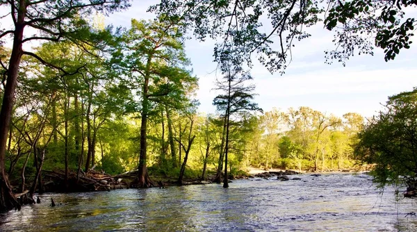 緑豊かな木々の間を川が流れる息をのむような風景 — ストック写真