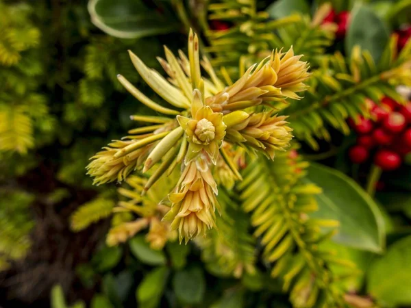 Closeup Cow Tail Fir Needles Growing Rowan Hedge — Stock Photo, Image