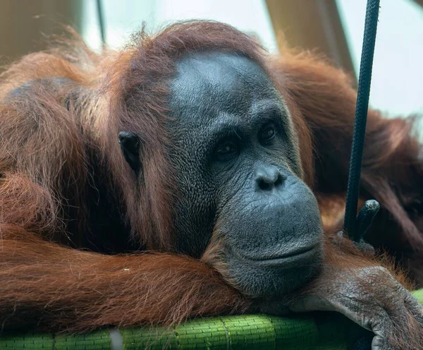 Detailní Portrét Orangutana Zoo — Stock fotografie