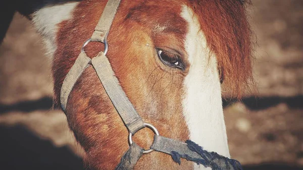 Primo Piano Una Testa Pony — Foto Stock