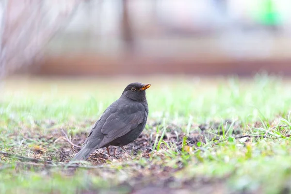 Svart Fågel Står Marken Med Grönt Gräs — Stockfoto