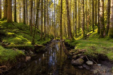 Güneşli bir orman manzarası, uzun, yosunlu ağaçlar ve bir dere.