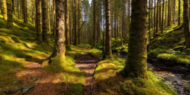 Yosun kaplı uzun ağaçlarla güneşli bir orman manzarası
