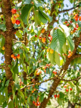 Ağaçtaki kiraz meyveleri