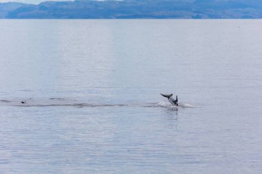 Sakin deniz suyuna atlayan bir yunus.