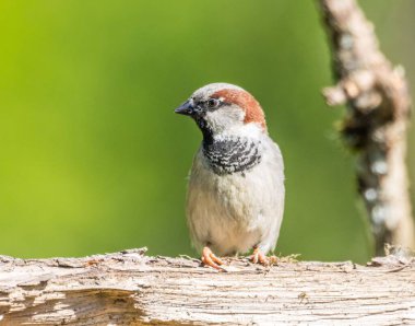 Bir ağaç dalına tüneyen kahverengi bir serçe.