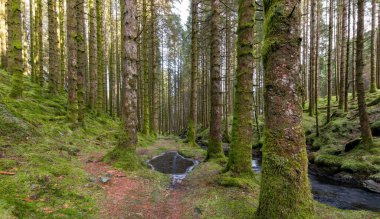 Güneşli bir orman manzarası, uzun, yosunlu ağaçlar ve bir dere.