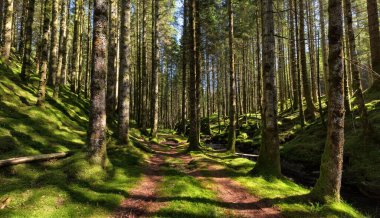 Yosun kaplı uzun ağaçlarla güneşli bir orman manzarası